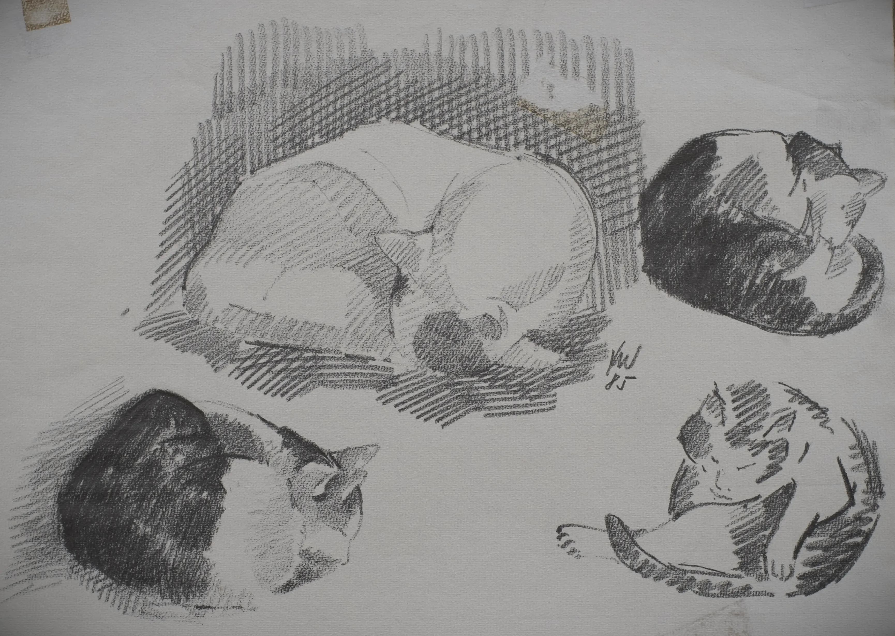 Katzenstudie